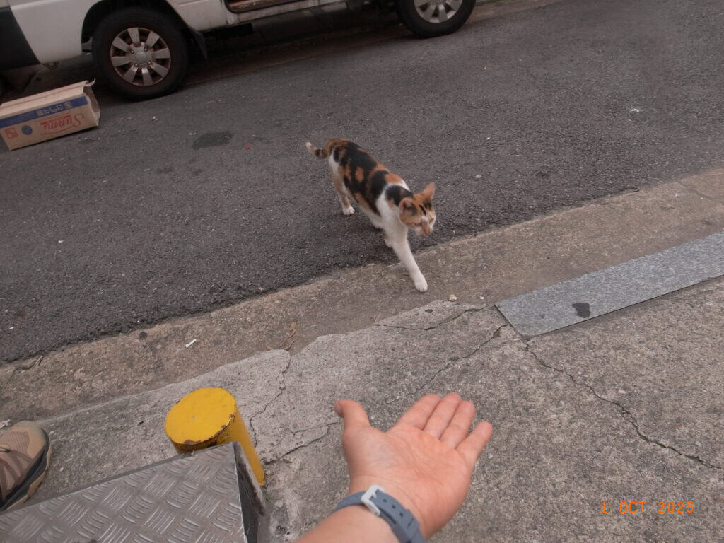 A cat crossing a street