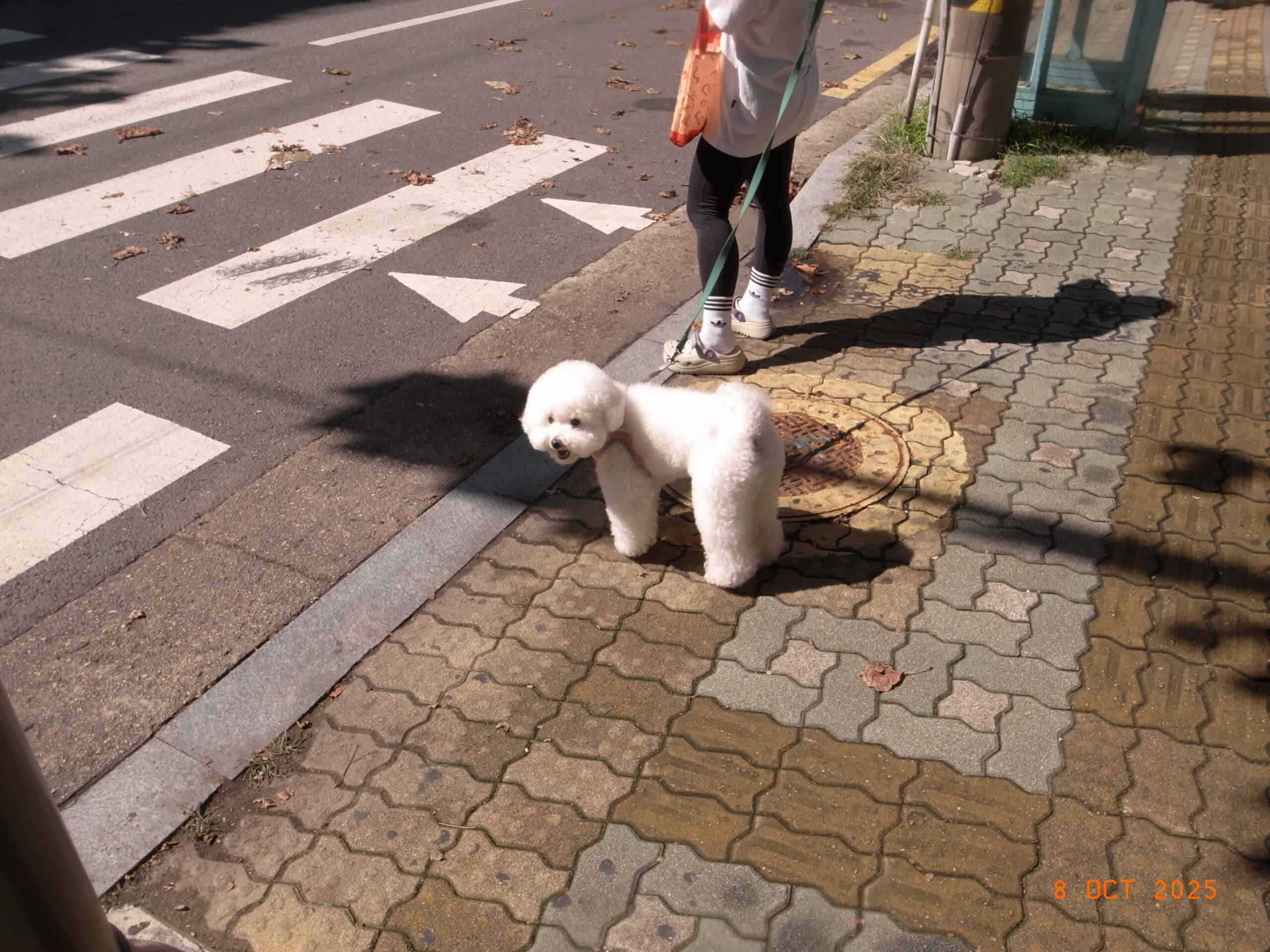 Mangwon neighborhood alley
